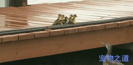 鸭子教小鸭子潜水,鸭子教小鸭子游泳