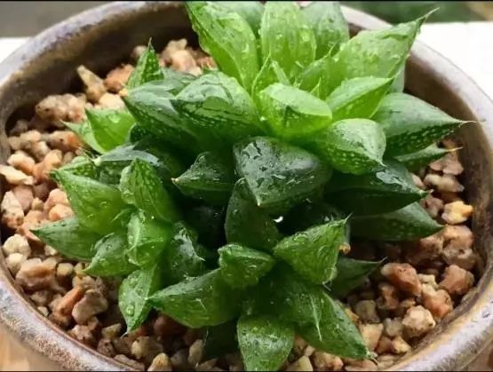 家有3姐妹,家有三姐妹好幸福