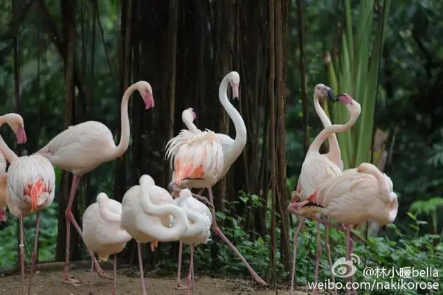 广州长隆亲子游最省钱攻略,广州长隆亲子游最全游玩攻略