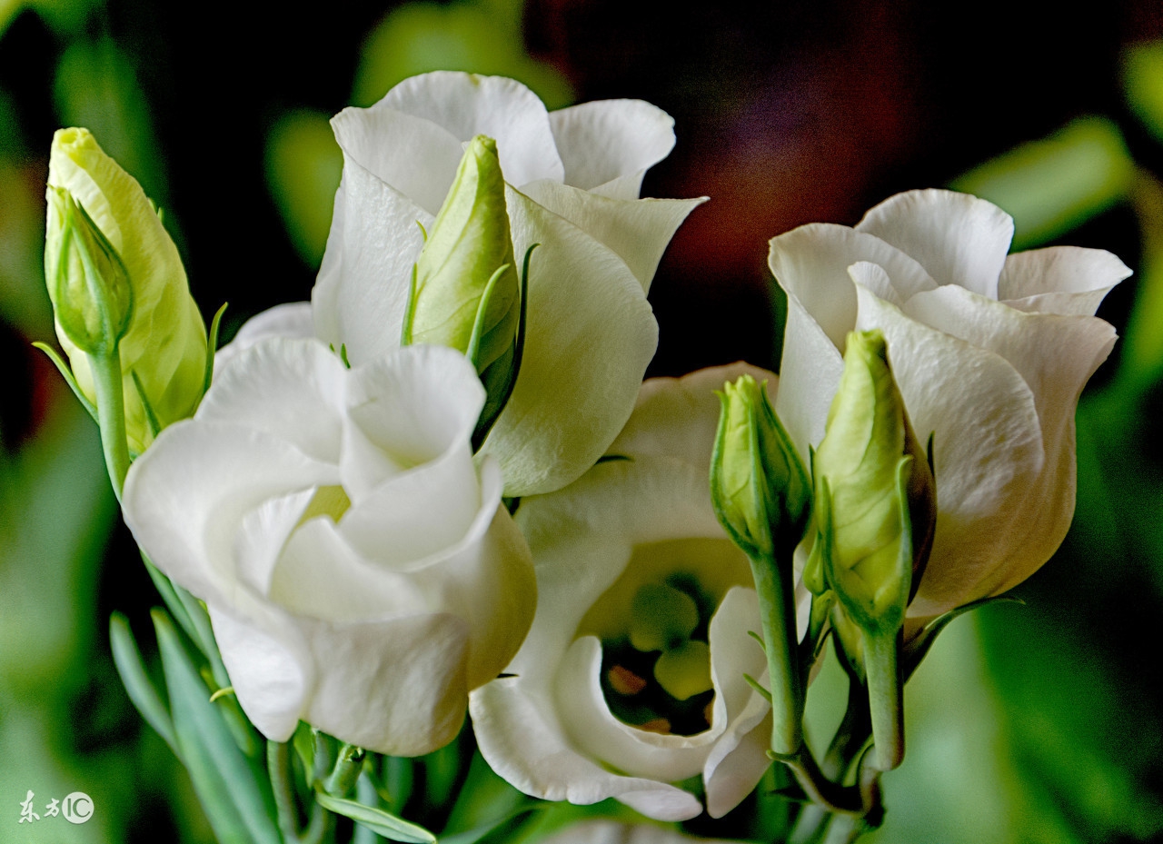 超级珍贵：易经中医养生法（第一篇）