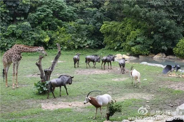 广州长隆亲子游最省钱攻略,广州长隆亲子游最全游玩攻略