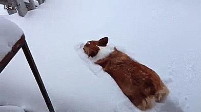 北方的猫过冬靠暖气，那南方的猫靠啥？