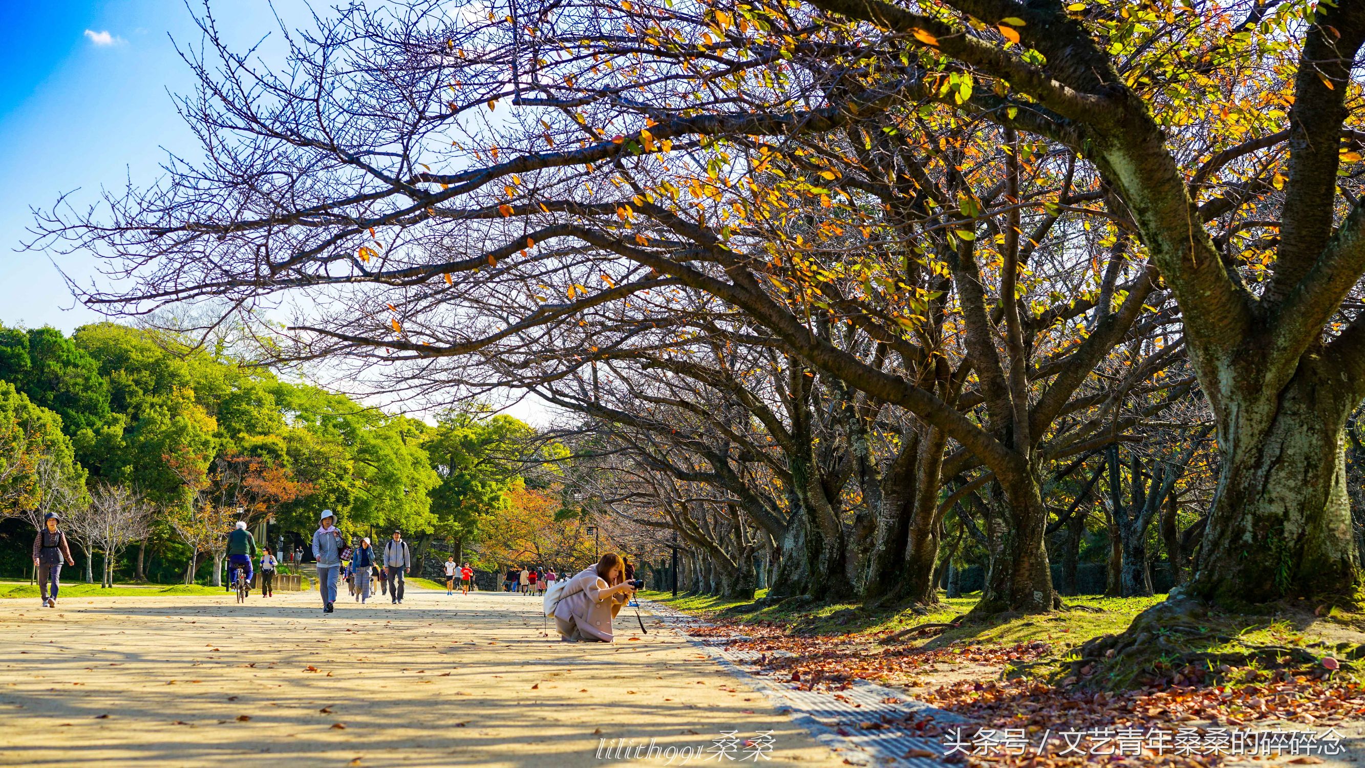 诺唯真邮轮喜悦号攻略,诺维真喜悦号日本游