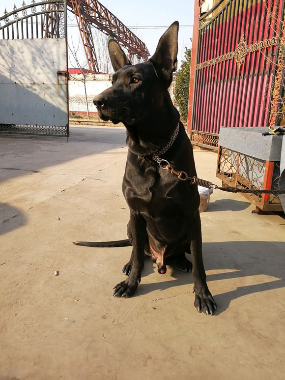 黑狼犬好训吗多大才能训练,训练黑狼犬的方法视频