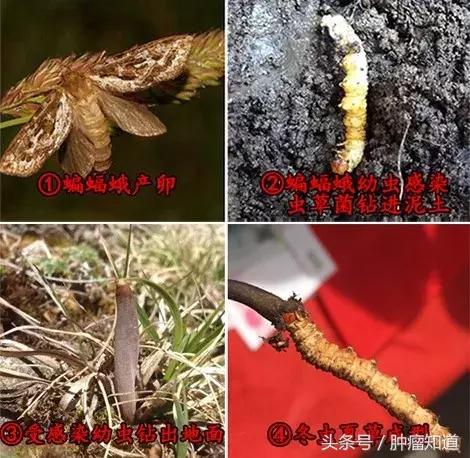 冬虫夏草哪些人不宜吃,吃冬虫夏草能增加免疫力是真的吗