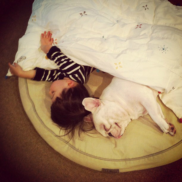 狗狗感冒可以吃速效感冒胶囊吗,狗狗感冒可以吃感冒冲剂吗