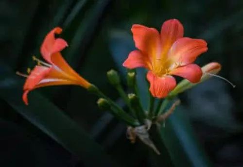 君子兰夹箭了怎样才能长出来,君子兰夹箭怎样处理就能抽箭开花