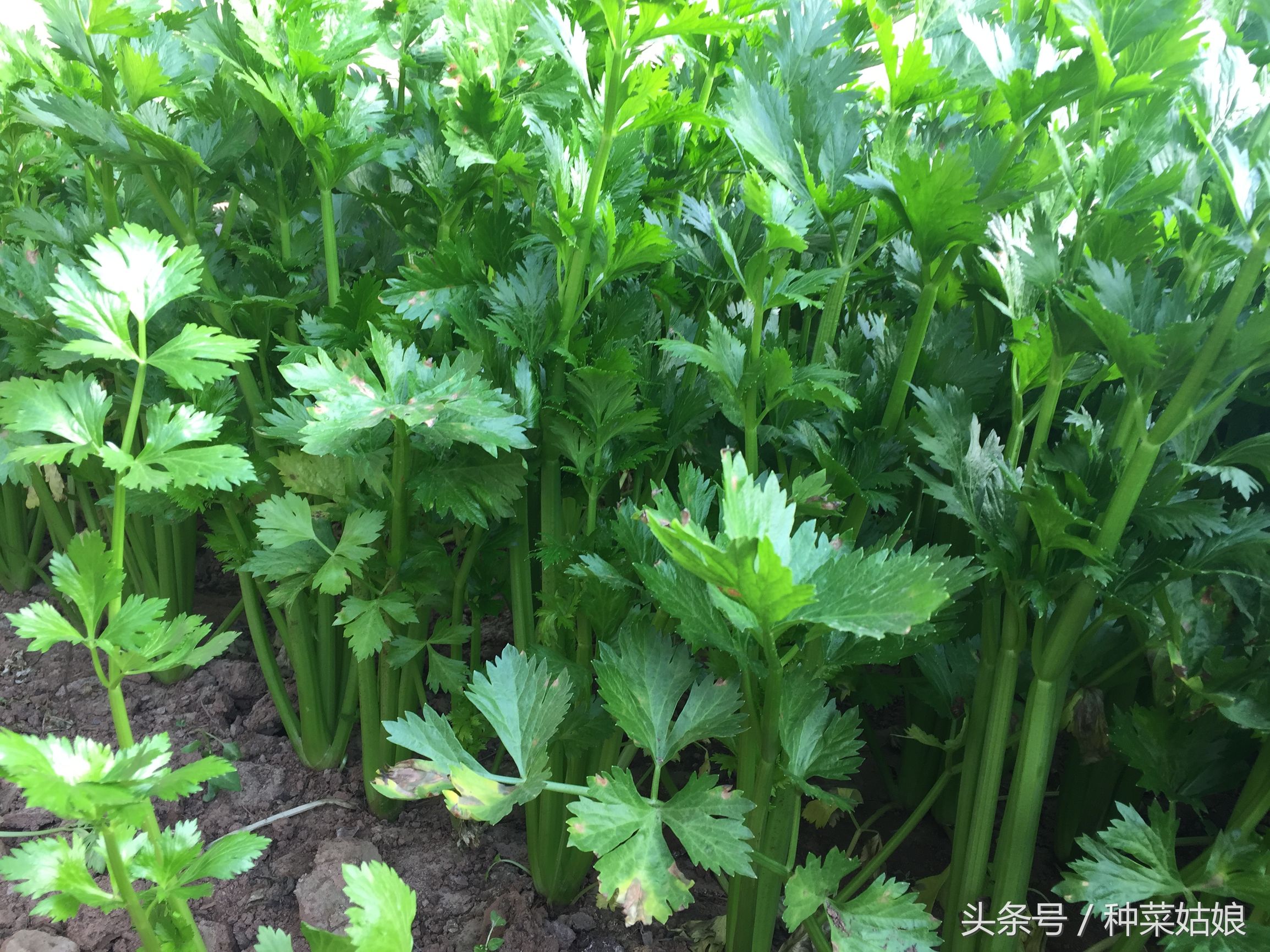 芹菜种植出苗不齐的原因,芹菜一般种几厘米深才能出苗呢