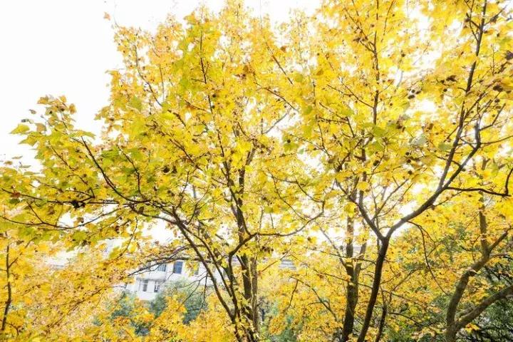 江西省上栗中学排名,江西省教育厅上栗中学