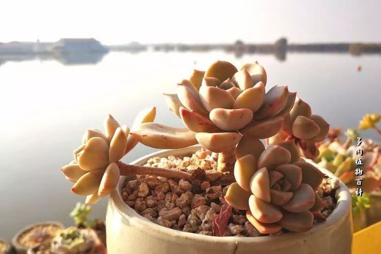 与多肉作伴,与多肉相伴的视频