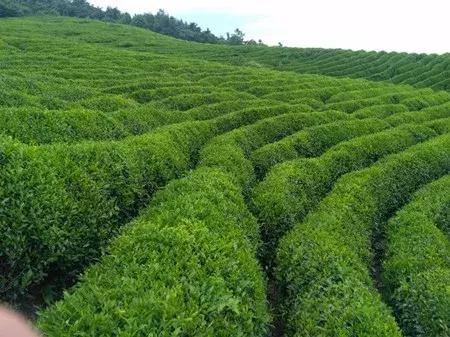 最新农产品供求信息,大农圈最新文章