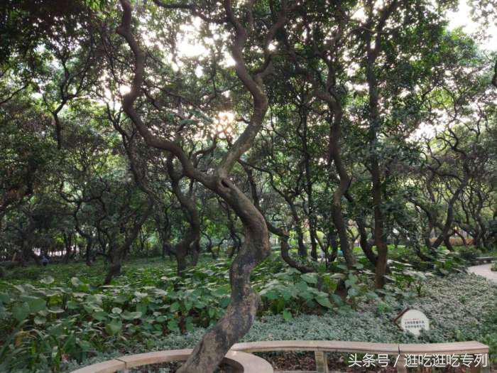 荔枝公园有什么景点,荔枝公园有没有平地