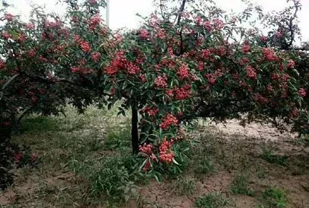 最新农产品供求信息,大农圈最新文章