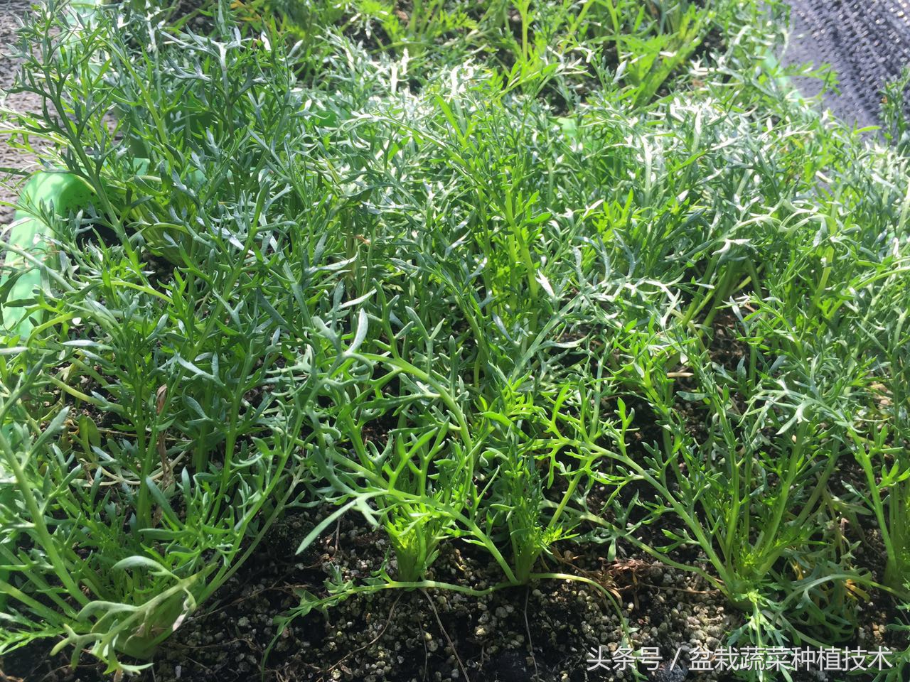 玛咖为什么会跌下神坛,玛卡跌落神坛