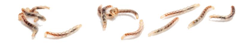 家中有婴儿跳蚤怎么去除最快方法,家中杀跳蚤的步骤和注意事项