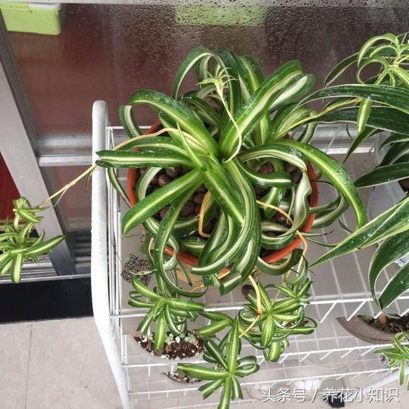 家中养花摆台,室内养花桌面摆放