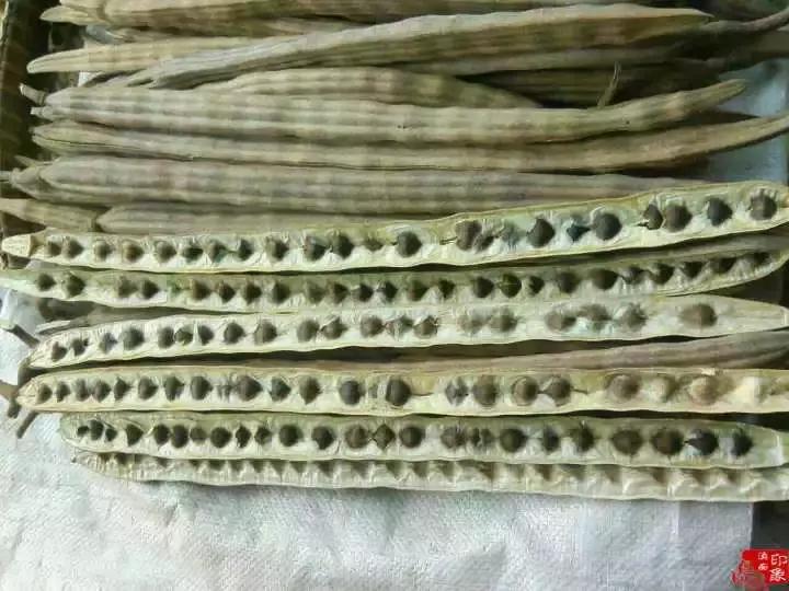 你很可能吃了一个“假”的辣木籽!