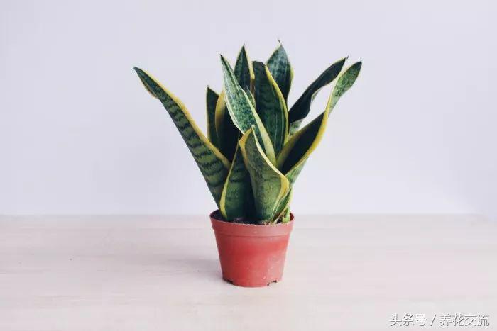 绿植真的可以改善室内空气吗,绿植能消除空气中的甲醛吗