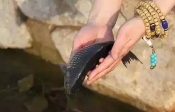 一些人其实是放生实则是杀生,放生又杀生有什么罪过