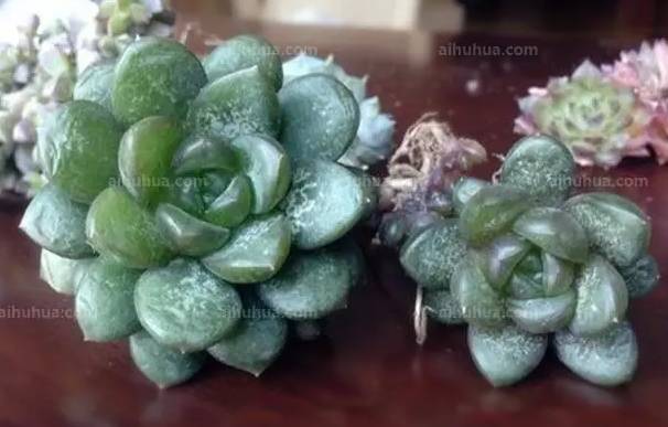 Ohmygod!!我的多肉冻成这样了，怎么办？