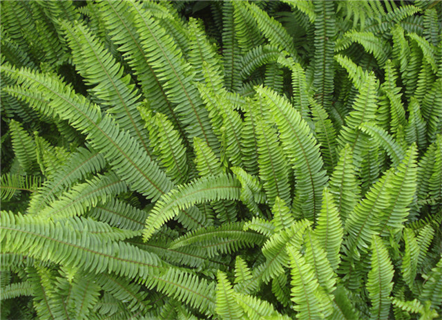 农村常见的100种植物,100种常见草本植物