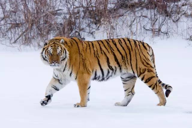 大雪时期饮食养生的最全攻略,大雪节气养生七大原则