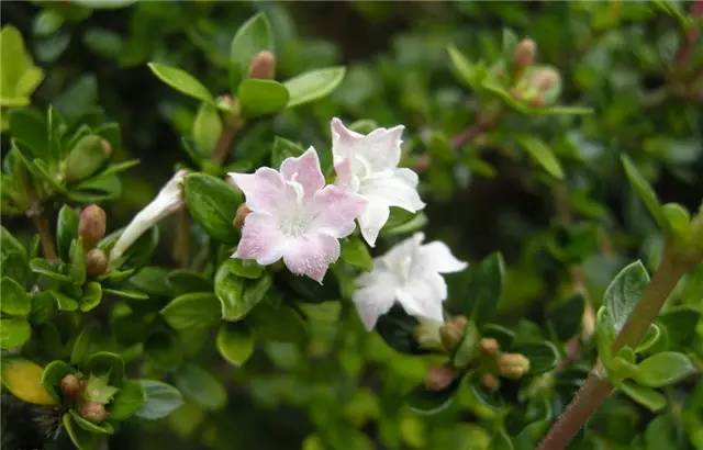 农村常见的100种植物,100种常见草本植物