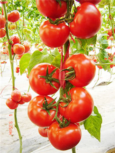 山东海阳农村人靠什么挣钱,海阳可以在家做的手工活赚钱