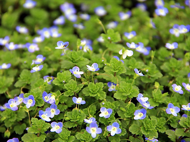 农村常见的100种植物,100种常见草本植物