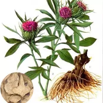 药材种植切忌盲目跟风,种植药材怎么才能赚钱