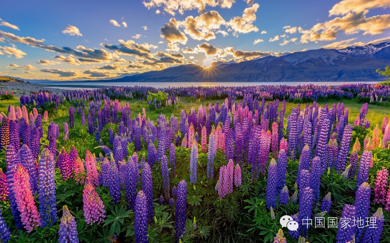 鲁冰花的故事,鲁冰花背后的故事