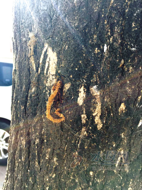 槐树被虫钻进树干里,国槐树被虫咬了个洞