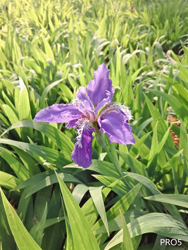 魅蓝note3才是神机,千元新机测评