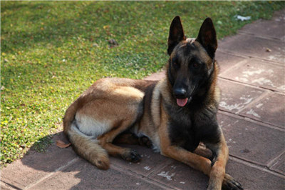 马犬怎么训练才能听话不咬人,马犬不听指令怎么训练