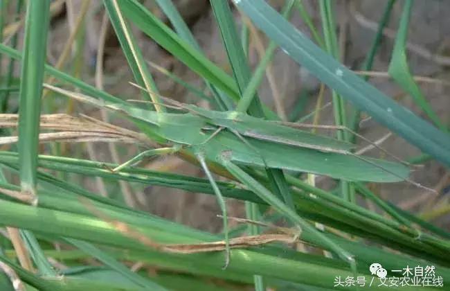 秋天昆虫图谱大全,室内常见昆虫图谱