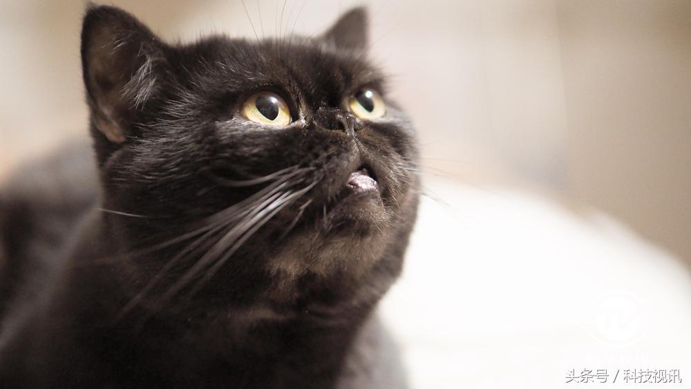 奥林巴斯1454镜头评测图,奥林巴斯40-150pro镜头画质比较