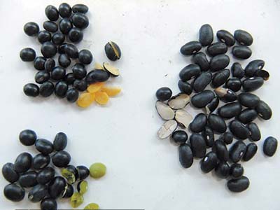 备孕怎么吃黑豆长卵泡,黑豆备孕长卵泡