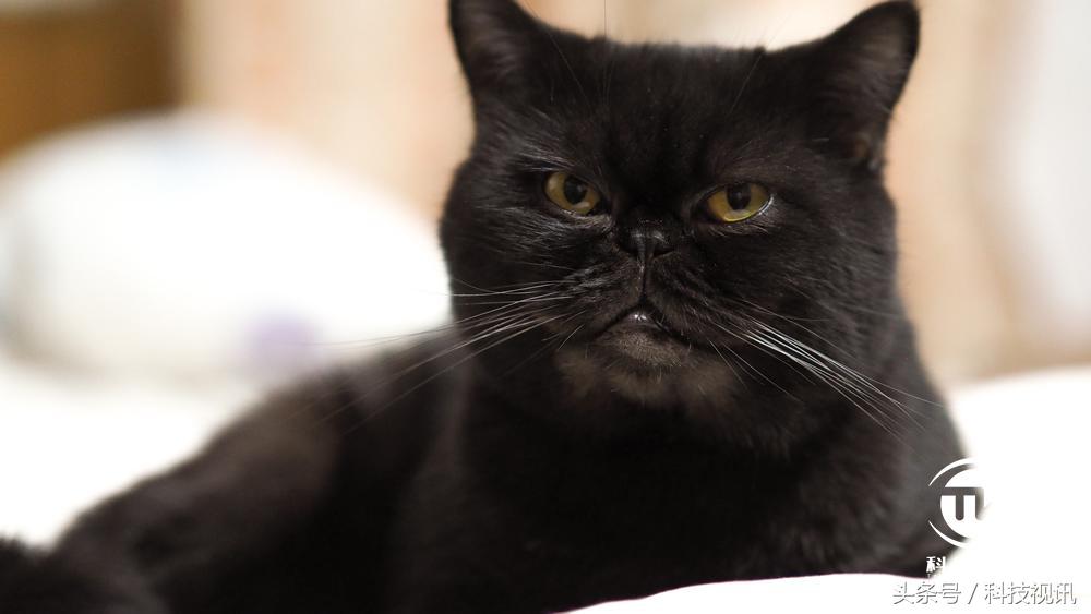 奥林巴斯1454镜头评测图,奥林巴斯40-150pro镜头画质比较