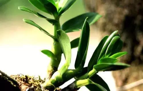 看剧学中医？麝香致不孕、艾叶安胎、阿胶补血都是古装剧瞎编的