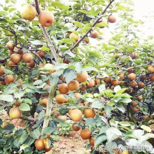 什么品种的梨子又大又甜水分又多,水果梨子产地