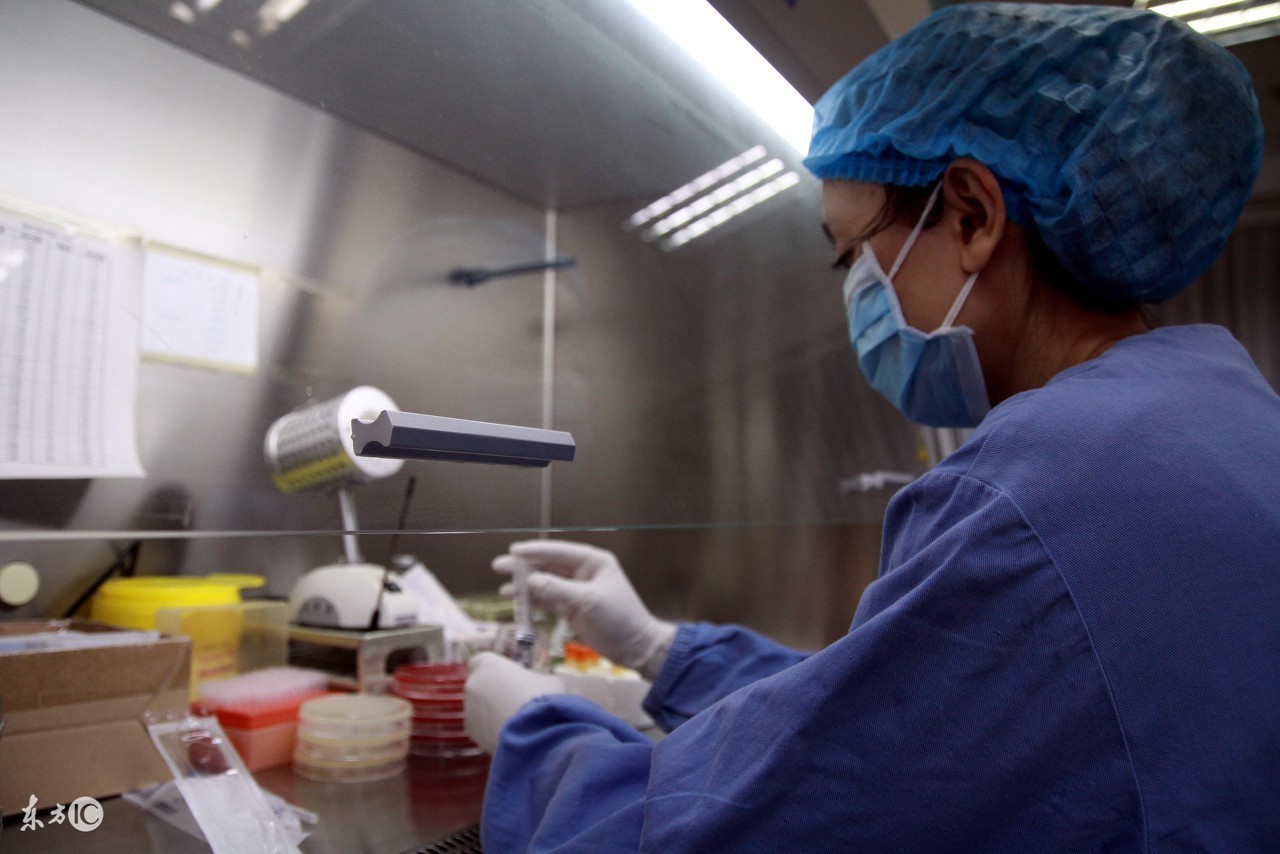 蜜蜂人工体内授精全过程,蜜蜂人工授精最新技术