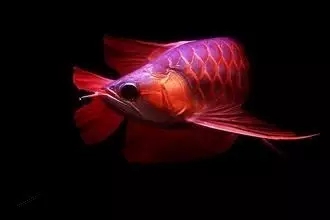 龙鱼常见疾病及治疗方法,龙鱼突发疾病