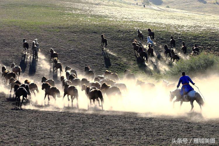 坝上草原奔马图片,坝上奔马摄影