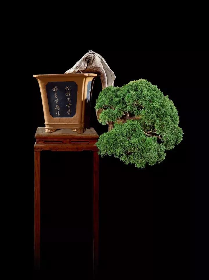 三角枫盆景精品欣赏 (三角枫对节白蜡盆景图片大全欣赏)