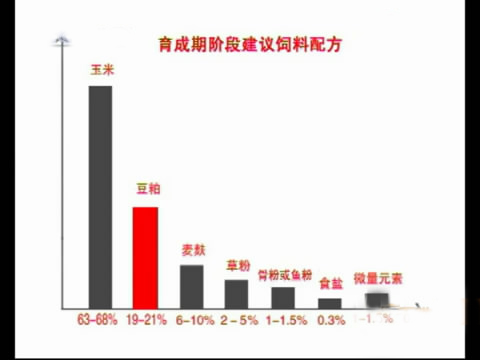 新款斗鸡养殖版,斗鸡的养殖技术视频播放