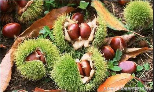 目前最好的县域电商模式,全国县域电商发展八大模式