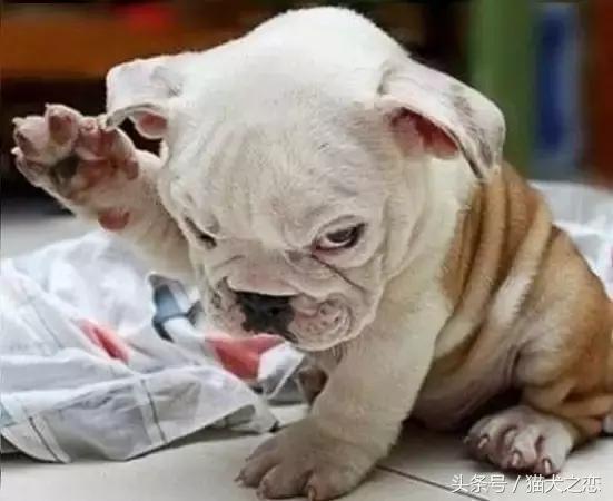 警惕这些行为可能会让狗狗短命,你知道狗狗有哪些求救行为吗