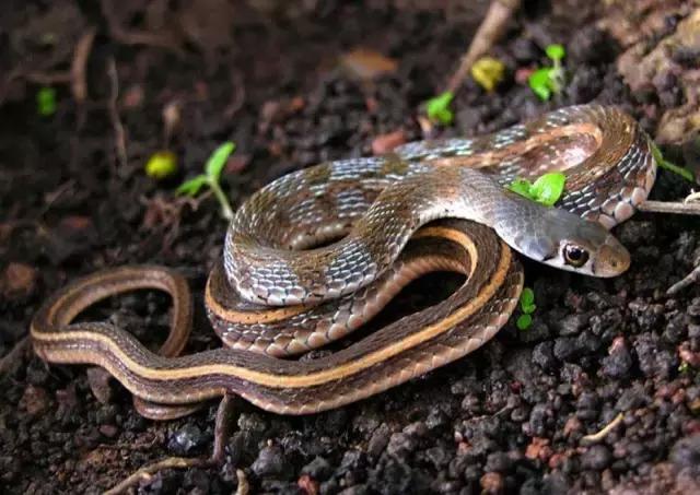 欺骗你多年的小知识终于找全了,保证让你看了不后悔的小知识