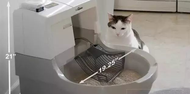 养猫如何不铲屎,什么猫不用铲屎呢