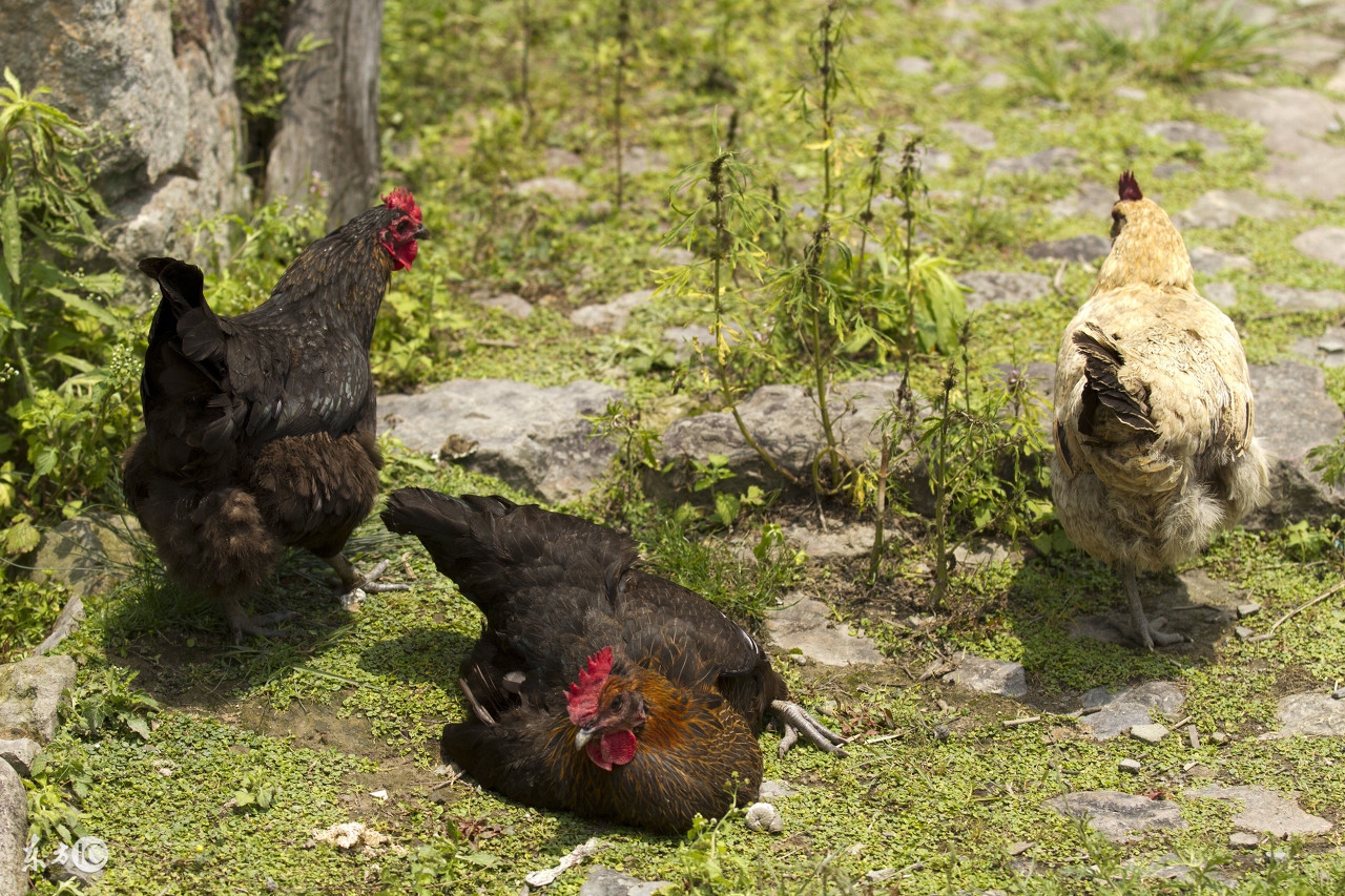土鸡感冒咳嗽用什么药好得快,土鸡球虫